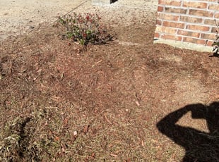 Weeding by Brandon Johnson for Shaniqua M. in Zachary, LA