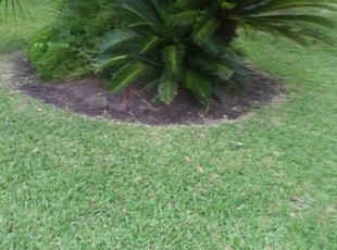 Weeding by Demetre Baker for Pamela W. in Jacksonville, FL