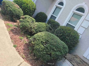 Vicki C.'s Bush Trimming service result