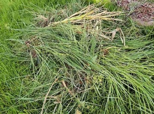 Weeding by Terrence Hawkins for RA S. in Fort Washington, MD