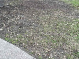 Leaf Removal by Michael Hayes for Jaqueline G. in Austin, TX