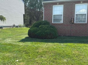 Bush Trimming by Nicole James for Jennifer R. in Pickerington, OH