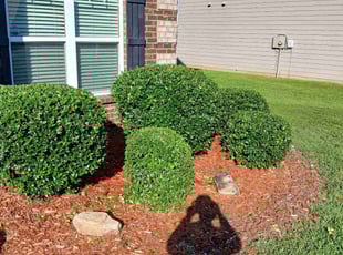 Bush Trimming by Lewis Eurich for Garrick N. in Rex, GA