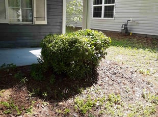 Bush Trimming by Jerry Gross Jr for Willando C. in Decatur, GA