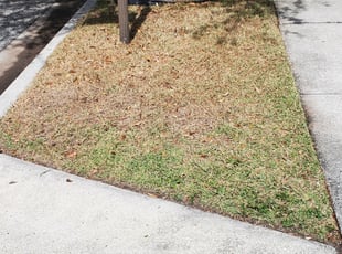 Leaf Removal by Leandro Lobo for John B. in Windermere, FL