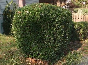 Bush Trimming by Tyrone Wilkins for Jay H. in College Park, MD