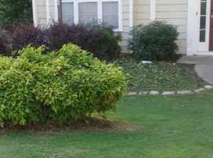Weeding by Jaime Caraballo for Warren M. in Lawrenceville, GA