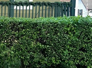 Bush Trimming by Martin Jackson for Rajesh K. in Port Jervis, NY