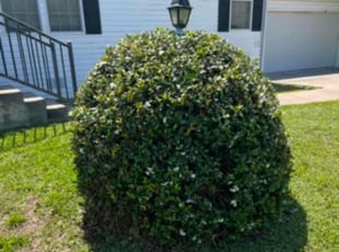 Bush Trimming by David Johnson for Gerilyn C. in St. Augustine, FL