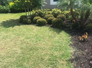 Weeding by William Harvey for Keniya R. in Davenport, FL