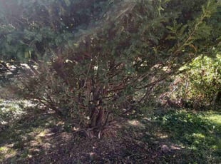 Bush Trimming by Jeffery Hartupee for Tom G. in North Kansas City, MO