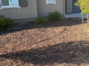 Bush Trimming by Cesar Gonzalez for Lynnette M. in Manteca, CA