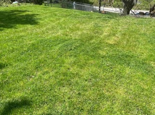 Brittany M.'s Lawn Service service result