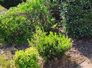 Weeding by Elvin Dobbs for Lanciee B. in Dallas, GA