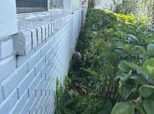 Bush Trimming by Elvis Pintado for Son D. in Tampa, FL