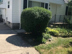 Bush Trimming by Ross Phina for Lucas A. in Troy, MI