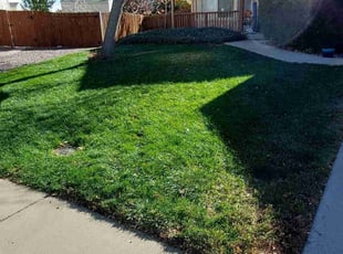 Leaf Removal by Trent Young for Stacey S. in Thornton, CO