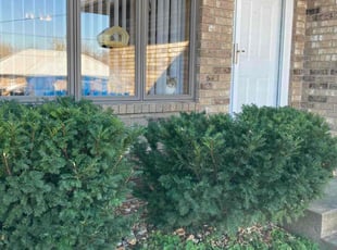 Bush Trimming by Brandon McDonald for Jasmine F. in Springfield, MO