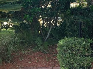 Bush Trimming by Jay Jesse for Ana C. in Orlando, FL