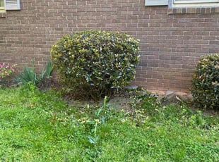 Bush Trimming by Latonya Talley for Lottia F. in Marietta, GA