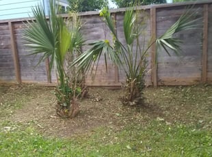 Cleanups by Daniel Campos for LYNN M. in Houston, TX