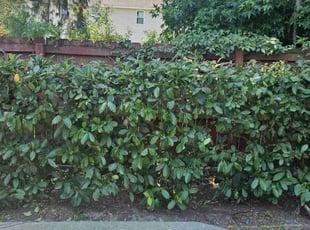 Bush Trimming by Jason Hughes for Ryann H. in Savannah, GA