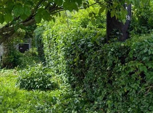 Bush Trimming by Felicity Rock for Katherine S. in Knoxville, TN