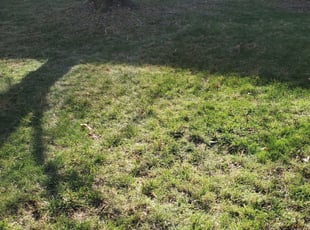 Leaf Removal by Kunle Okubena for Julia H. in Bowie, MD