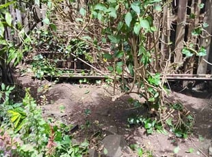 Bush Trimming by Daquan Samuels for Arthur L. in Brooklyn, NY