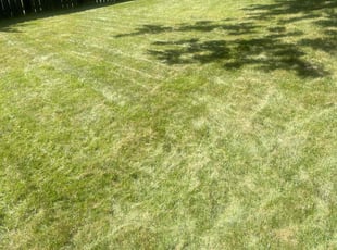 Malique S.'s Lawn Mowing service result