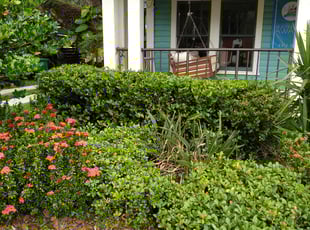 Bush Trimming by Raymone Wimpye El for Julia Silva R. in Tampa, FL