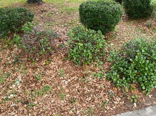 Bush Trimming by DeAndre Lamb for Malitta T. in Humble, TX