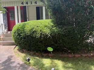Bush Trimming by Papillon Keeler for Zakiya M. in Youngstown, OH