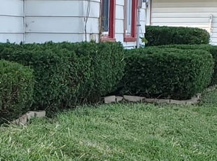 Bush Trimming by Steve Kaviak for Marcie W. in Greenwood, IN