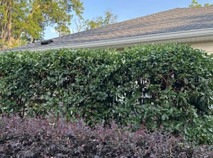 Bush Trimming by Terrain Lewis for Carrie H. in Tallahassee, FL