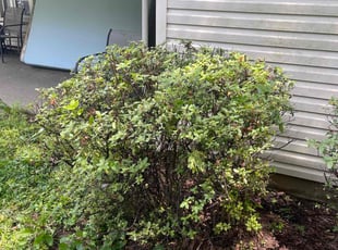 Bush Trimming by Jose Tejeda for Irene P. in Lancaster, PA