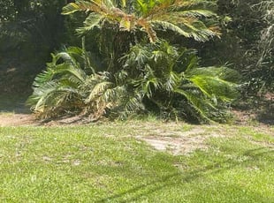 Bush Trimming by Ronald Wade for Mark H. in Tallahassee, FL