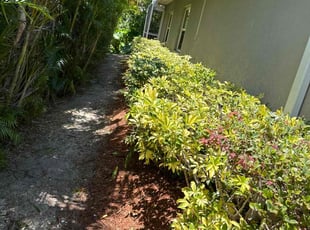 Bush Trimming by Larz Pugh-hall for Jill K. in Sarasota, FL