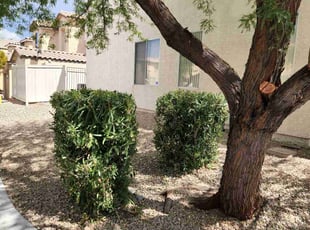 Bush Trimming by Lamont Johnson for Jeffrey T. in LAS VEGAS, NV