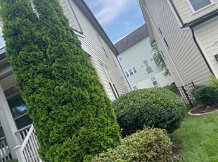 Bush Trimming by Gilbert Osorio for Lloyd J. in Dumfries, VA