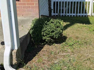Bush Trimming by Terrence Hawkins for Jamaal H. in Waldorf, MD