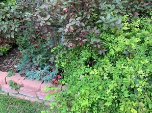 Bush Trimming by David Taylor for Ellen S. in Denver, CO