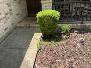 Bush Trimming by Patrick Stewart for Cassadi H. in McKinney, TX