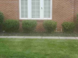 Bush Trimming by Michael McDaniel for Stacey A. in Carmel, IN