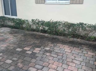 Bush Trimming by Wisner Morel for Justin D. in Miami, FL