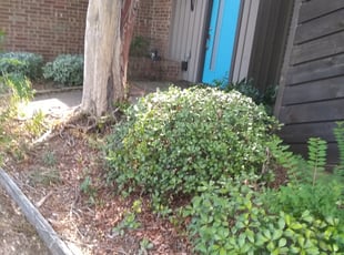 Bush Trimming by Gralin Johnson for 6604 Shorewood Dr Arlington, TX 76016 Y. in Arlington, TX