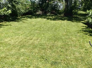 Jennie C.'s Grass Cutting service result