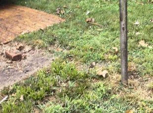 Cleanups by Ronald Bell for Patricia K. in Kansas City, KS