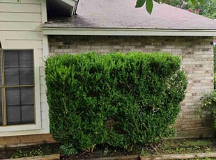 Bush Trimming by Annette Amador for Yolanda W. in Cedar Park, TX