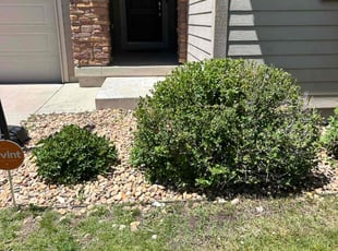 Bush Trimming by Devin Brown for Kristi J. in Parker, CO